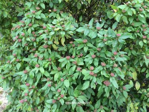 Viburnum tinus - foliage